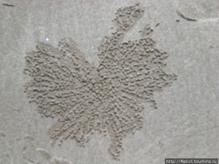 такие вот крабьи узоры украшаю берег Маскат, Оман