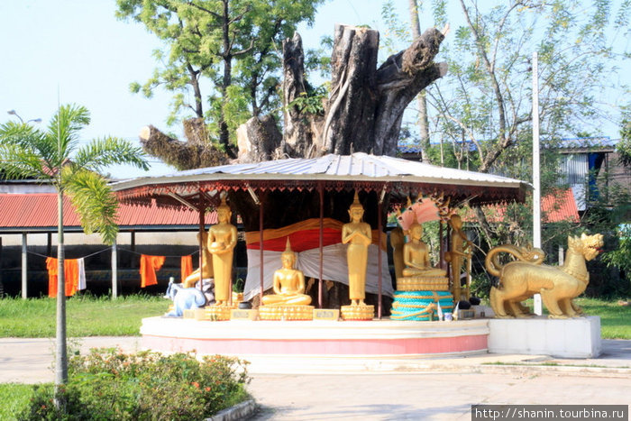 Будды и лев под деревом Вьентьян, Лаос