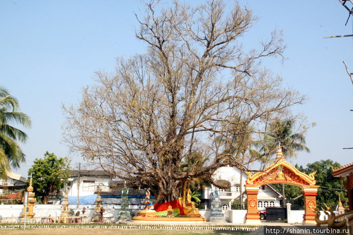 Буддистские статуи под деревом бодхи Вьентьян, Лаос