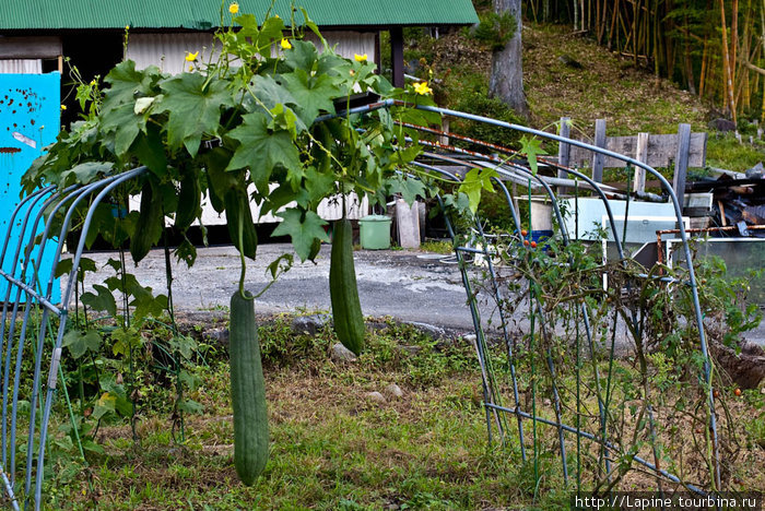 Загадочные овощи Никко, Япония