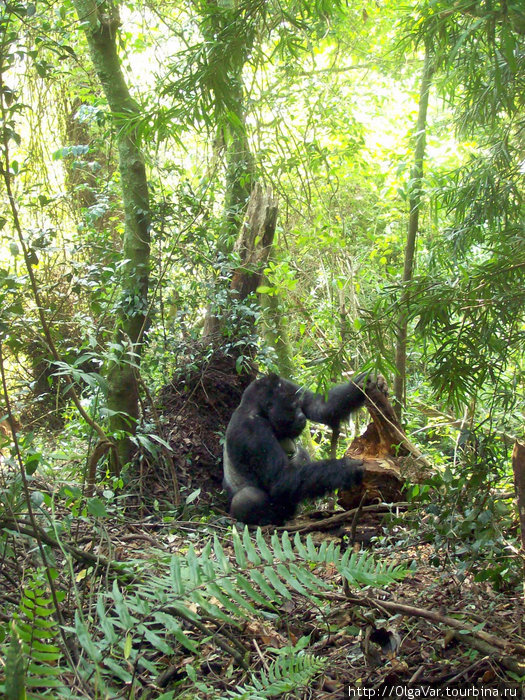 Ветеран джунглей Бвинди Национальный Парк, Уганда