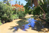 отражение в реке-пальмы и цветы