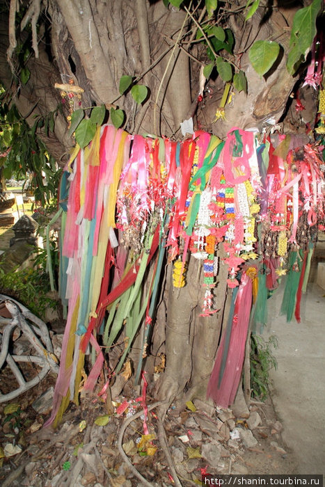 Священное дерево бодхи есть в каждом монастыре, но не всегда оно в таком красочном наряде Пхитсанулок, Таиланд