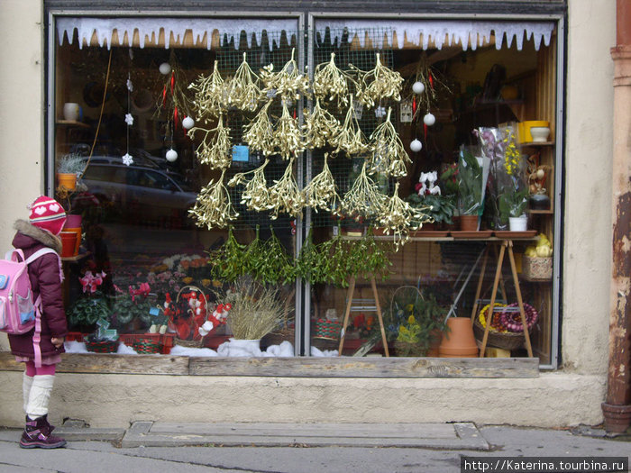 Витрина цветочного магазина перед Рождеством. Прага, Чехия