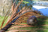 Орех кокоса на ветке от пальмы