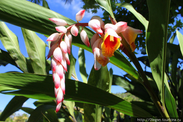 Цветы украшают деревню Остров Вити-Леву, Фиджи