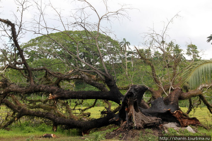 Сгоревшее от удара молнии гигантское дерево Остров Вити-Леву, Фиджи