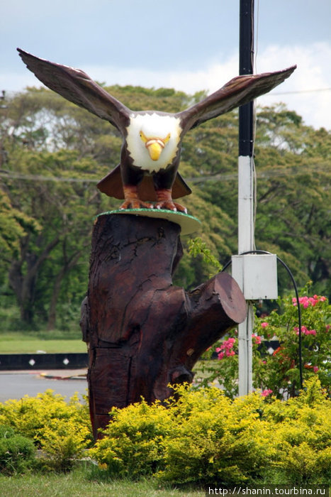 Орел на пеньке Остров Вити-Леву, Фиджи