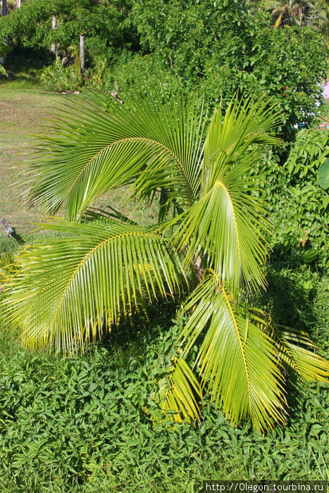 Туда, где зелёные пальмы Остров Вити-Леву, Фиджи
