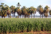 Пальмы и плантация сахарного тростника