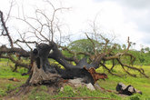 Дерево подбитое молнией- за два мсяца до нашего приезда здесь бушевал тайфун с ураганом