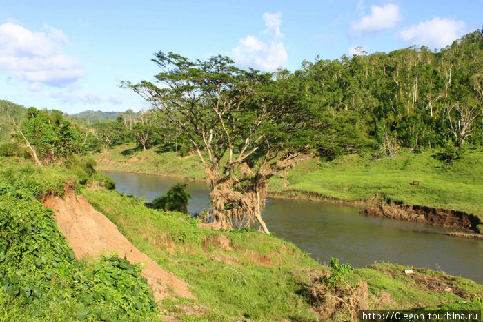 Когда были сильные дожди- уровень воды в реке поднялся до макушки этого дерева Остров Вити-Леву, Фиджи