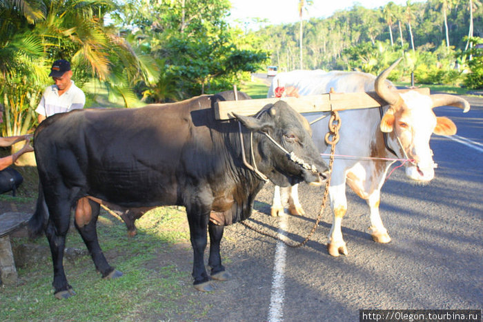 Запряжённые быки Остров Вити-Леву, Фиджи