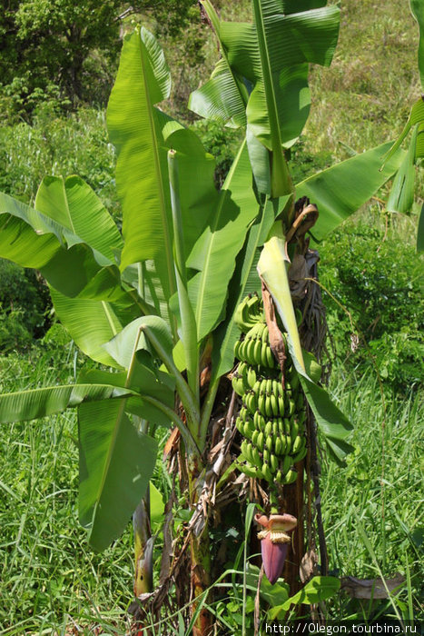 Или поискать спелых бананов Остров Вити-Леву, Фиджи