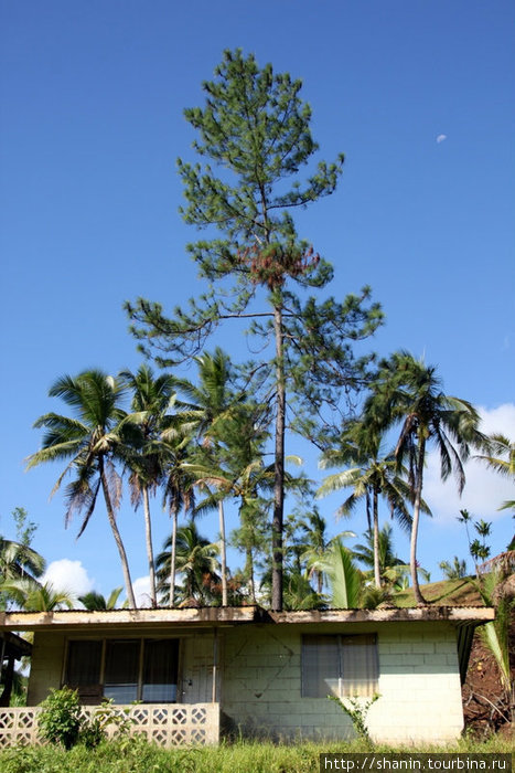 Одинокая сосна среди пальм Остров Вити-Леву, Фиджи