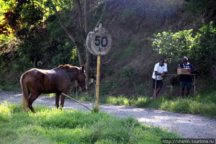 Лошадь на привязи Остров Вити-Леву, Фиджи