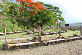 Вагонетки для перевоза сахарного тростника- Лаутоку называют Сахарным городом