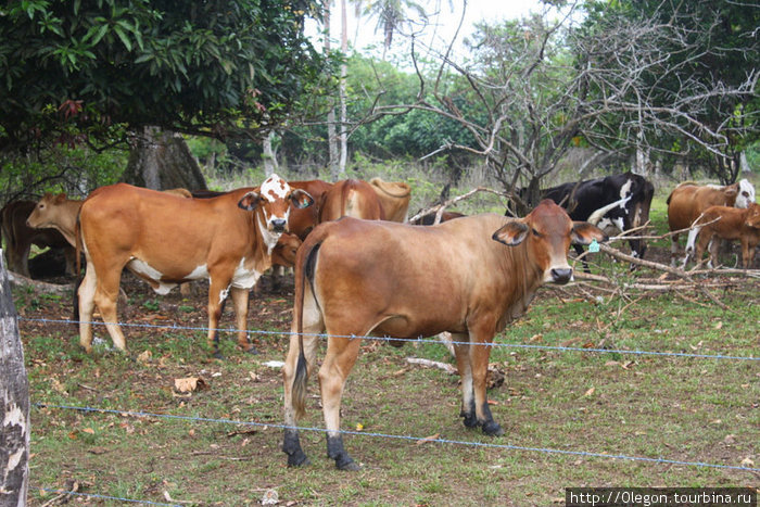 Но всёж есть много места для коров и другой живности Остров Эфате, Вануату