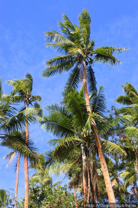 Высокие кокосовые пальмы растут на берегу океана Вануату