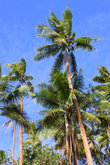 Высокие кокосовые пальмы растут на берегу океана