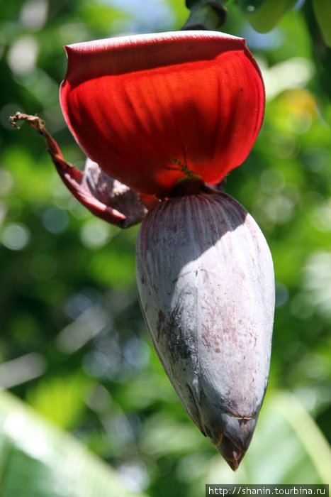 Цветок банана Остров Эфате, Вануату