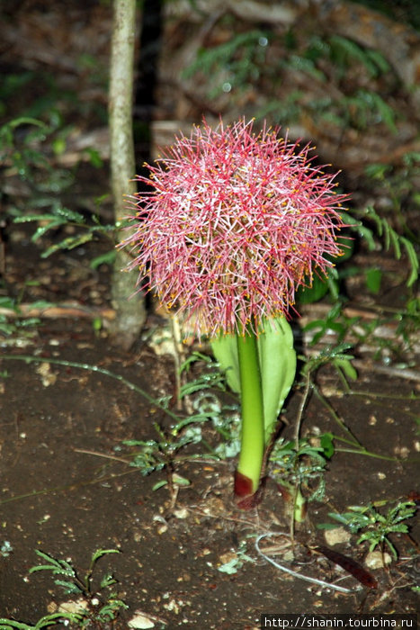 Цветок Остров Эфате, Вануату