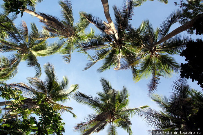 И только пальмы над головой Остров Эфате, Вануату