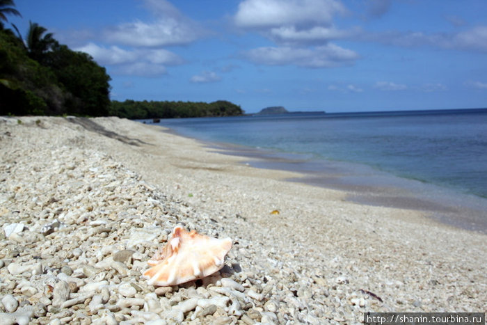 Ракушка на пляже Остров Эфате, Вануату