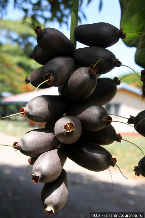 Плоды вуту — местное название этого тропического фрукта. Остров Эфате, Вануату