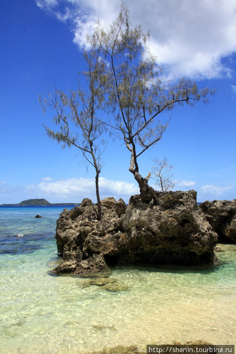 Деревья на камнях Остров Эфате, Вануату