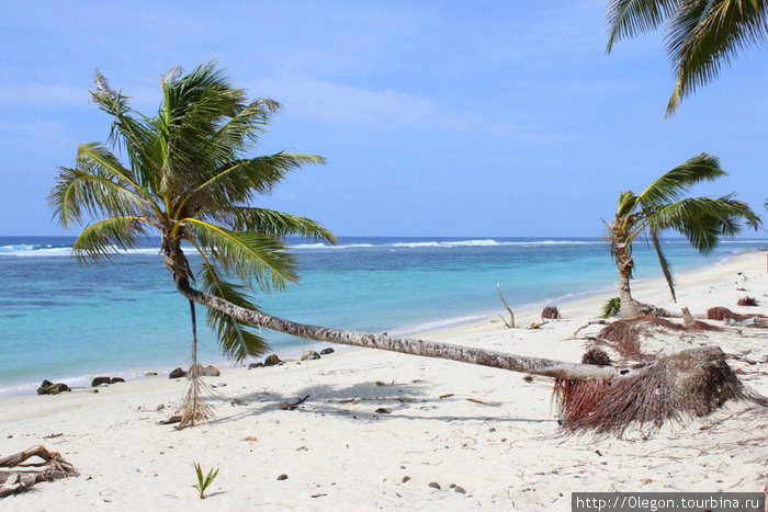 Побитая волнами, но выжившая пальма Самоа