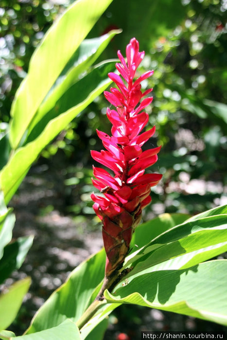 Цветок Порт-Вила, Вануату