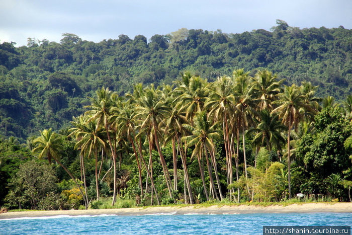 Пальмовая роща на берегу — прямо напротив острова Хайдуэй Порт-Вила, Вануату