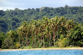 Пальмовая роща на берегу — прямо напротив острова Хайдуэй