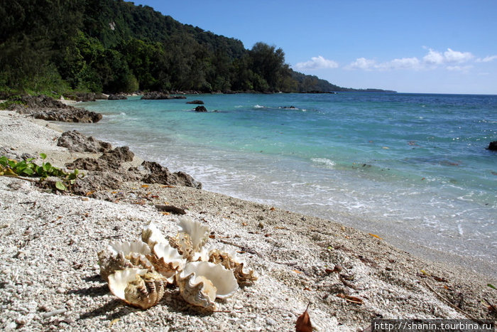Раковины на пляже Остров Эфате, Вануату