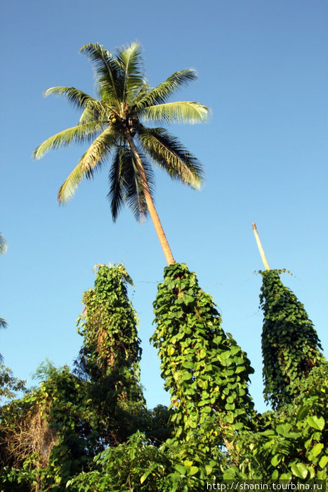 Пальмы заросли вьюном Остров Эфате, Вануату