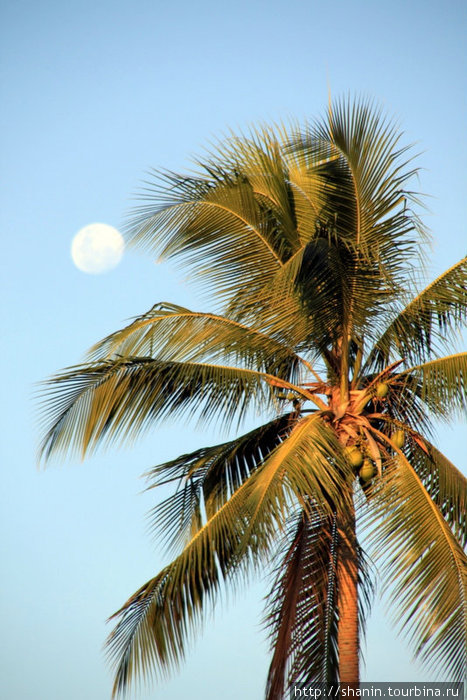 Луна и пальма Остров Эфате, Вануату