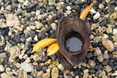 Скорлупа от кокосового ореха