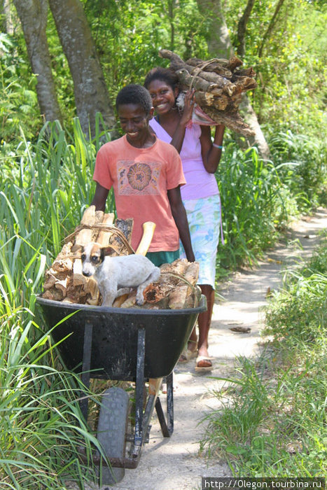 Перевоз щенка в тележке с дровами Остров Эфате, Вануату