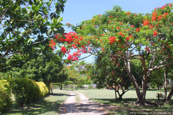 Деревенской дорогой Остров Эфате, Вануату