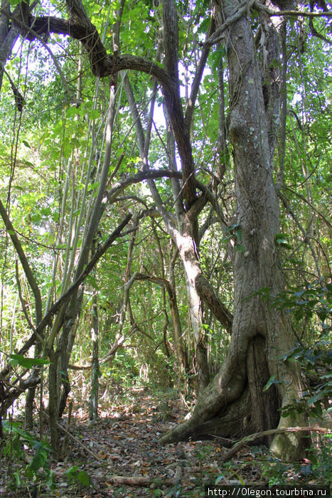 Вокруг деревн- джунгли, местами непроходимые Остров Эфате, Вануату