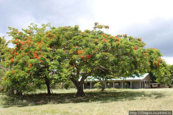 Раскидистое дерево- польза для путника, много тени Остров Эфате, Вануату