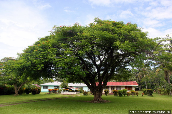 Гигантское дерево Апиа, Самоа