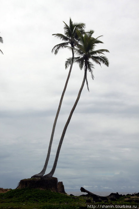 Две пальмы Остров Савайи, Самоа