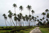 Дорога через пальмовую рощу