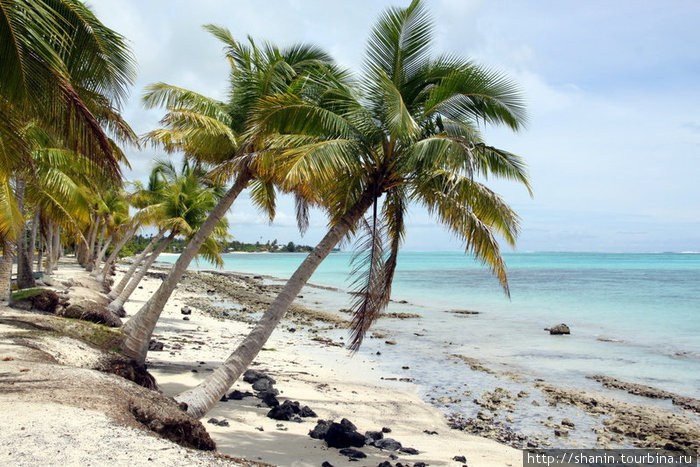Пальмы подмыло волнами Остров Савайи, Самоа