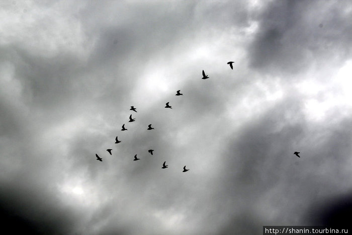 Птицы летят на север Остров Савайи, Самоа