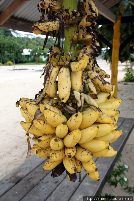 Бананы созрели Остров Савайи, Самоа