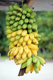 Разноцветная гроздь бананов