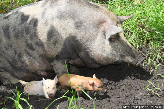 На Самоа очень много полудиких свиней. Они кому то принадлежат, но бегают по улицам сами по себе, питаясь что попадётся под пятак и вид у них вполне счастливый Самоа